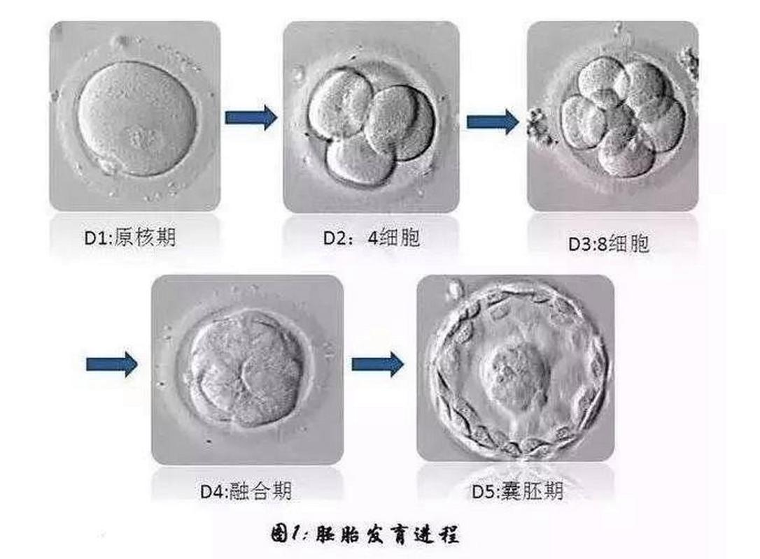 试管婴儿胚胎五细胞后是否适合养囊？
