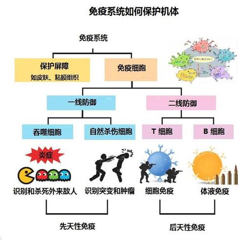 免疫系统问题
