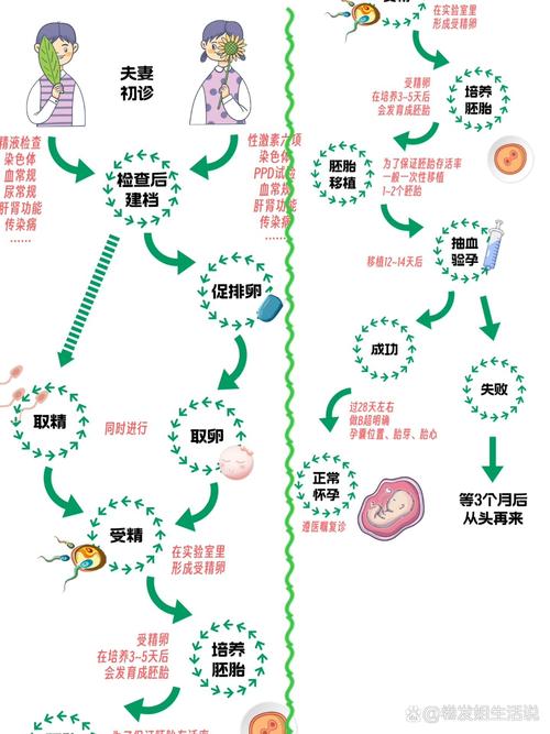 试管婴儿对比