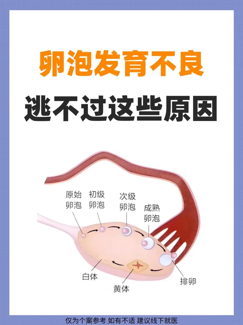 卵泡生长困境