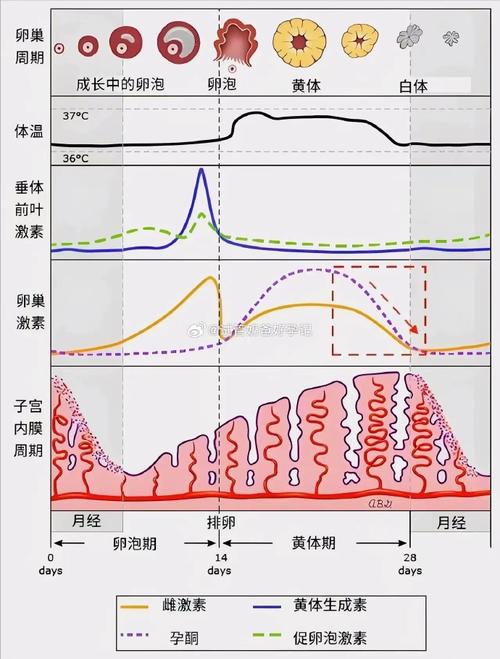 试管婴儿促排期间月经周期变化解析与建议
