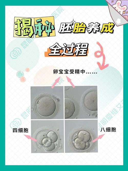 揭秘试管婴儿成长全过程: 精美彩蛋图鉴