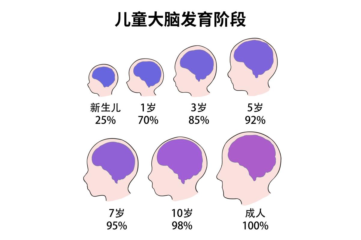 大脑发育