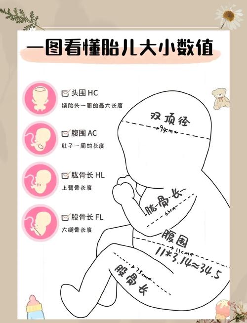 胎儿大小测量