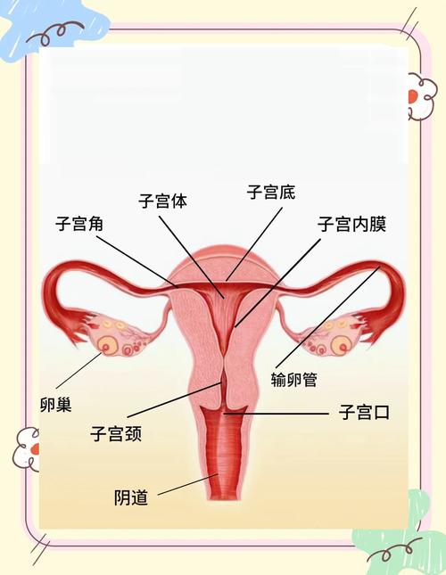  子宫图像