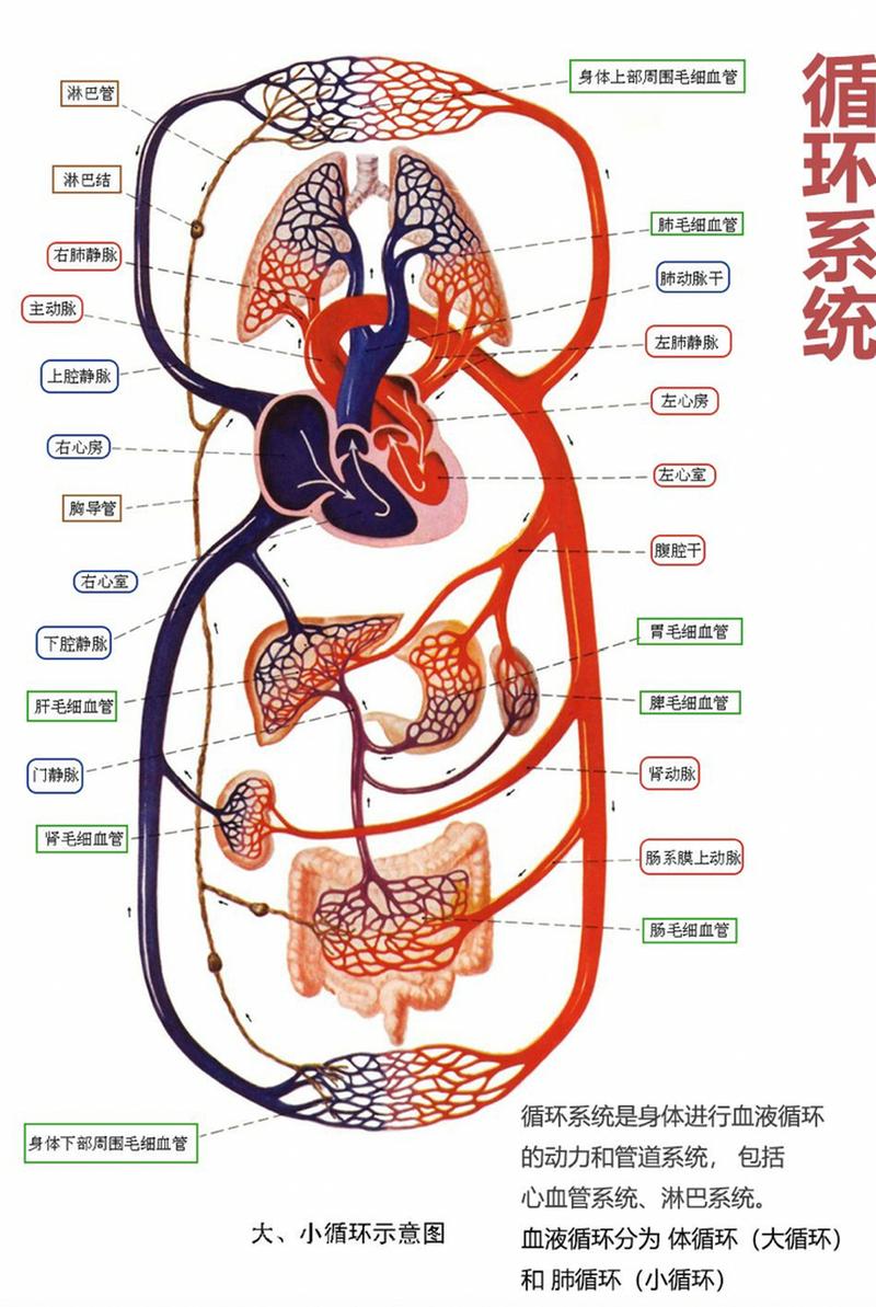 血液循环