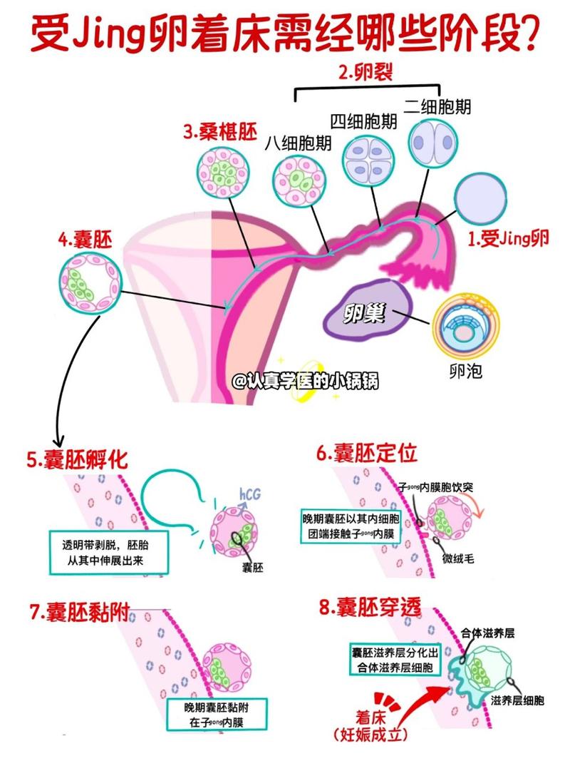 受精卵质量