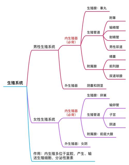 生殖流程