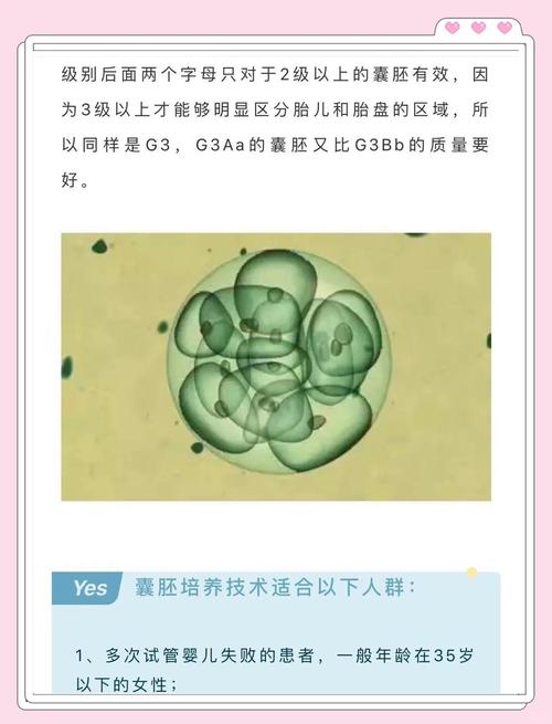 放入两个胚胎的试管婴儿成功率提升？