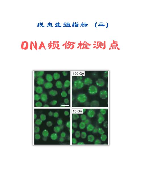  DNA损伤