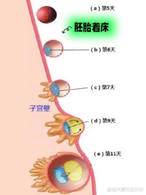 着床阶段