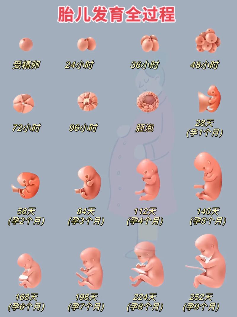 胚囊发育