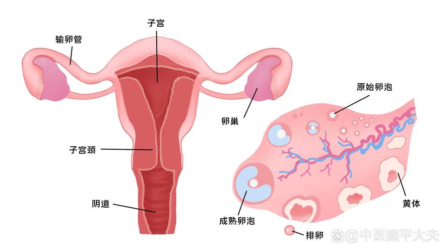 唤醒卵泡
