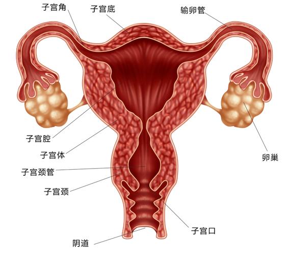 子宫形态