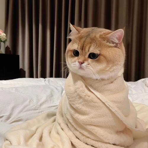  猫咪