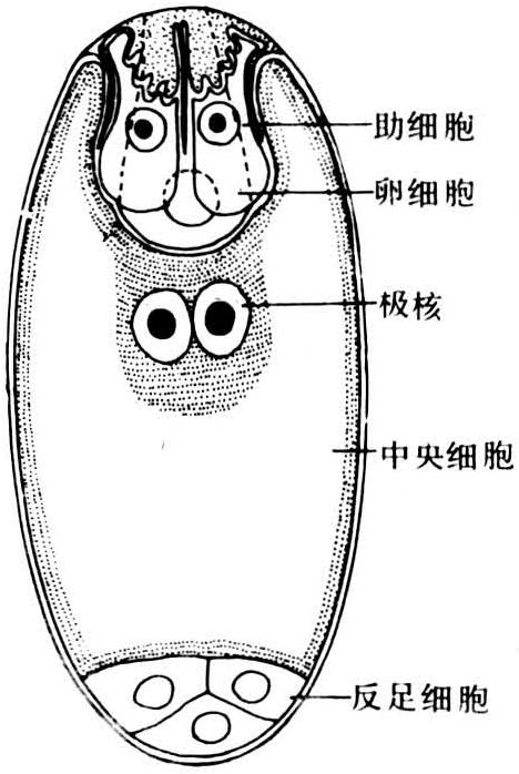 胚囊