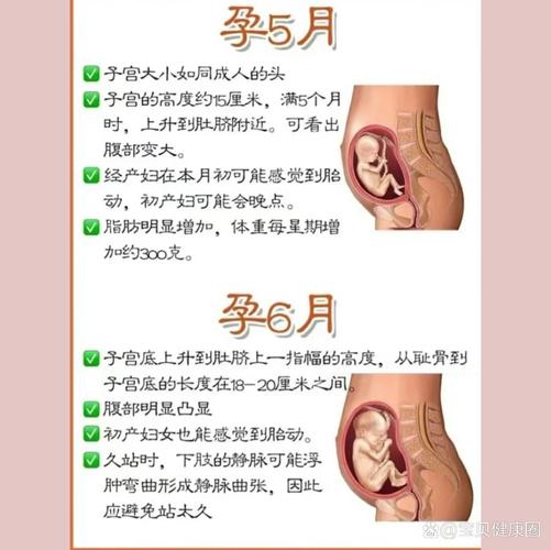 孕期生理