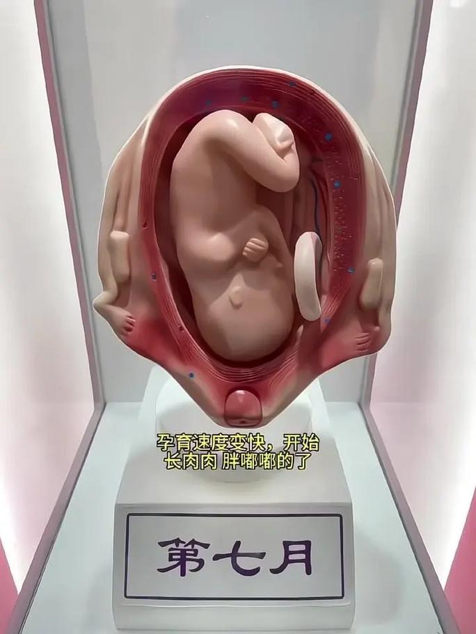  母亲体内孕育