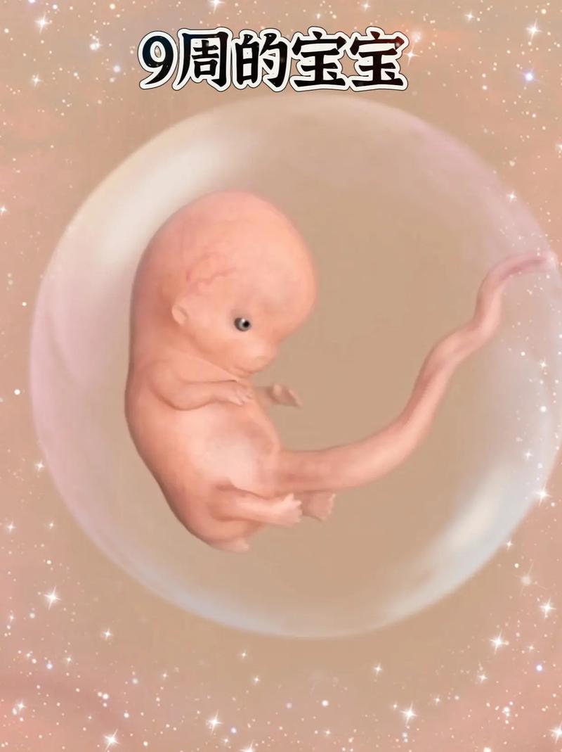  怀孕第九周