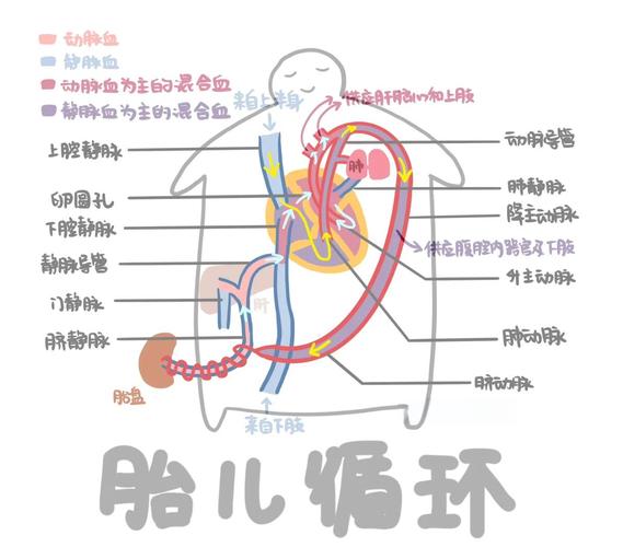 子宫胎盘循环
