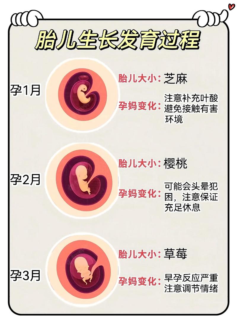  胚胎观察