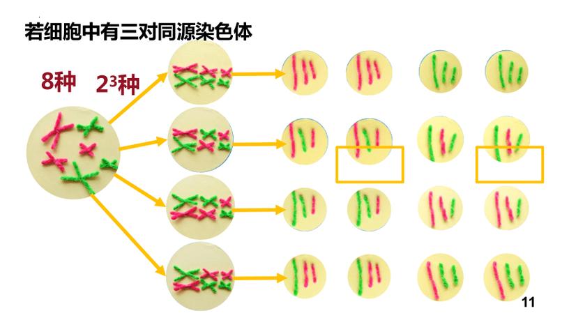 3对染色体