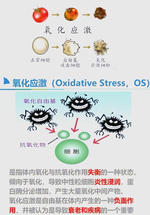  氧化应激