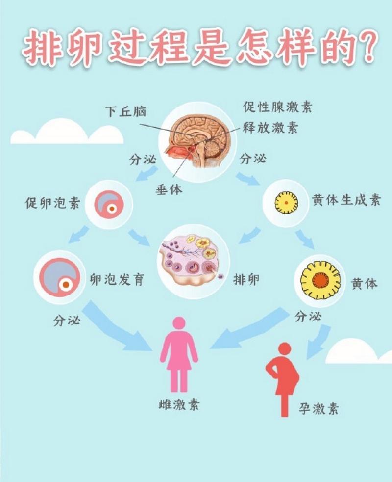 促排卵过程
