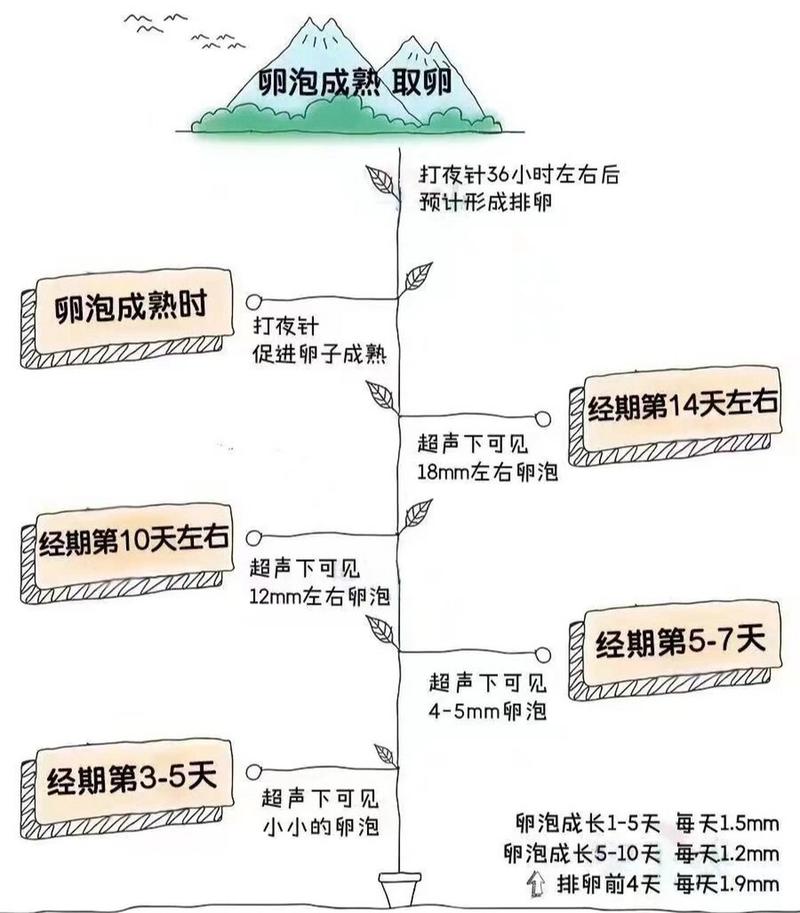  取卵年龄