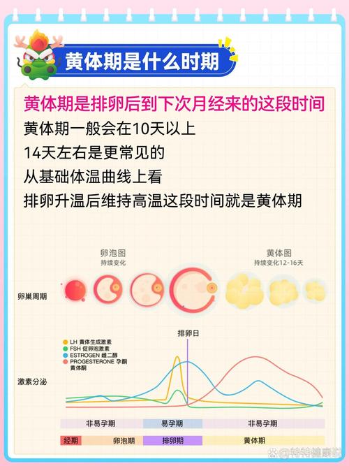 黄体期进周