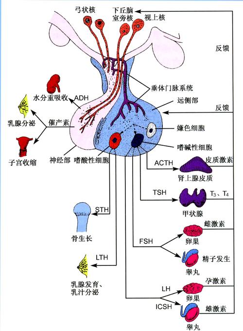  内分泌因素