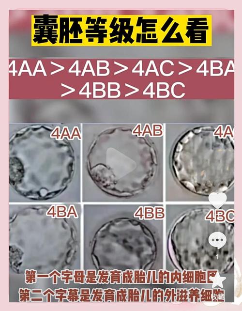 C级胚胎
