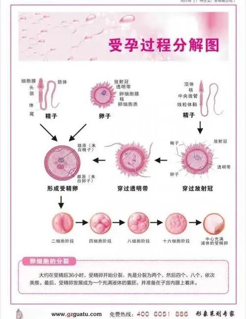 成卵过程
