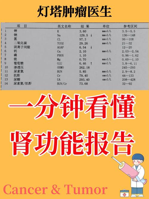 肾功能
