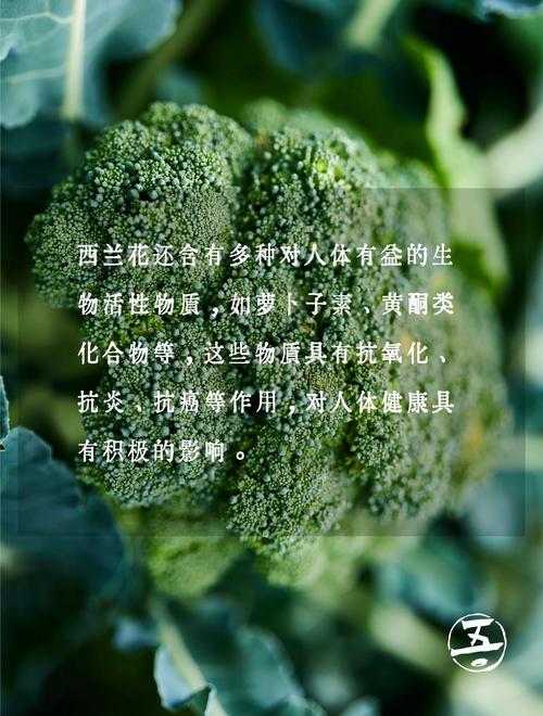 西兰花：试管婴儿移植后必吃的绿色蔬菜？