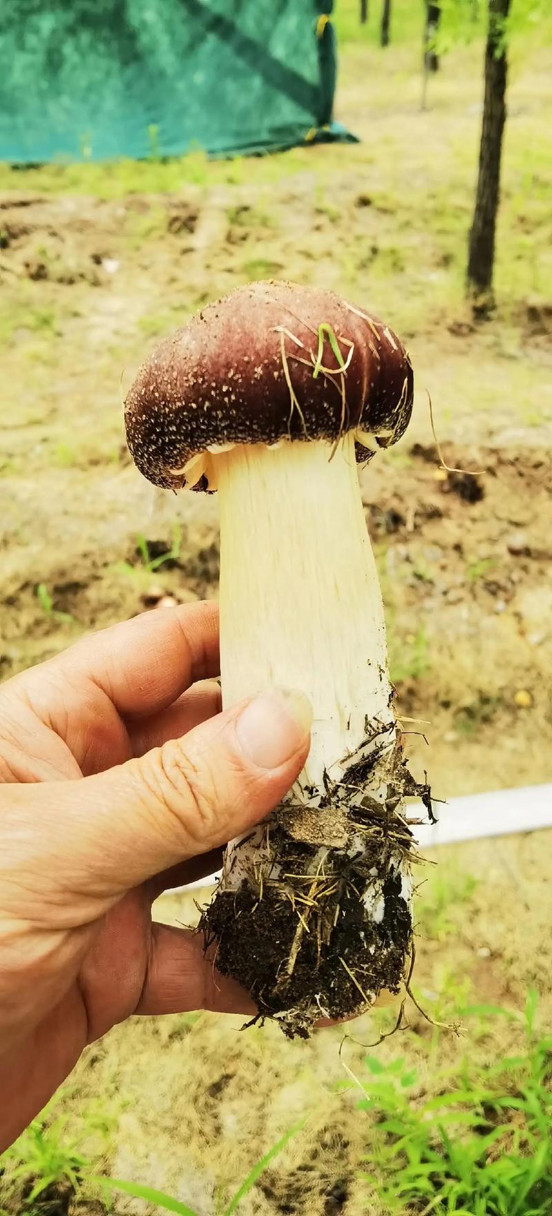  赤松茸