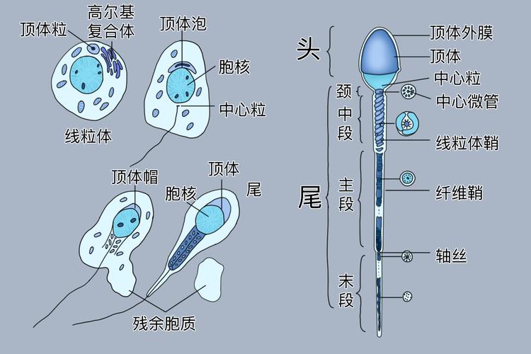 精子形态