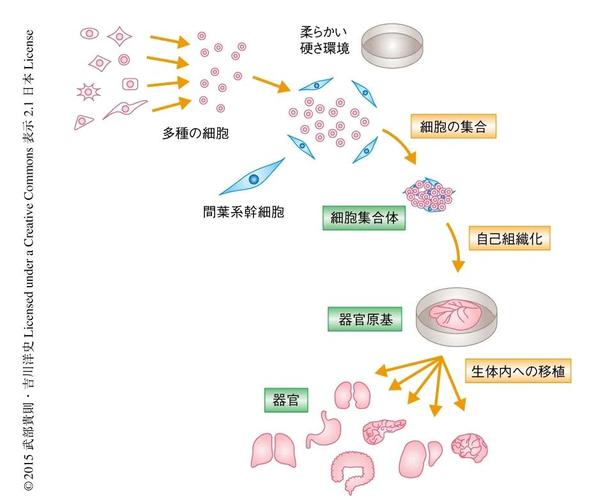  胚胎干细胞