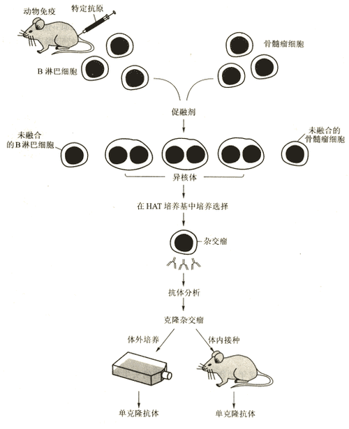 细胞杂交技术