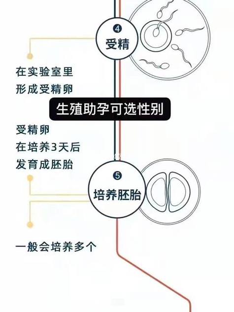 真实试管婴儿位置图解：揭秘成功案例与过程