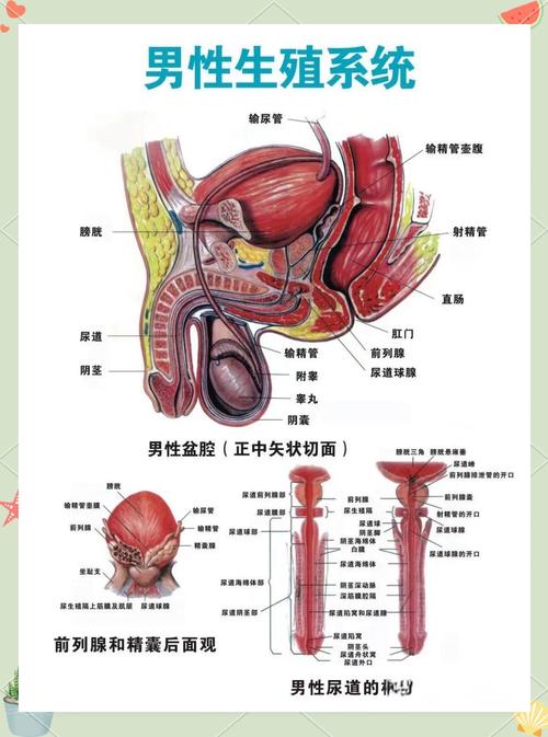  男性生殖健康