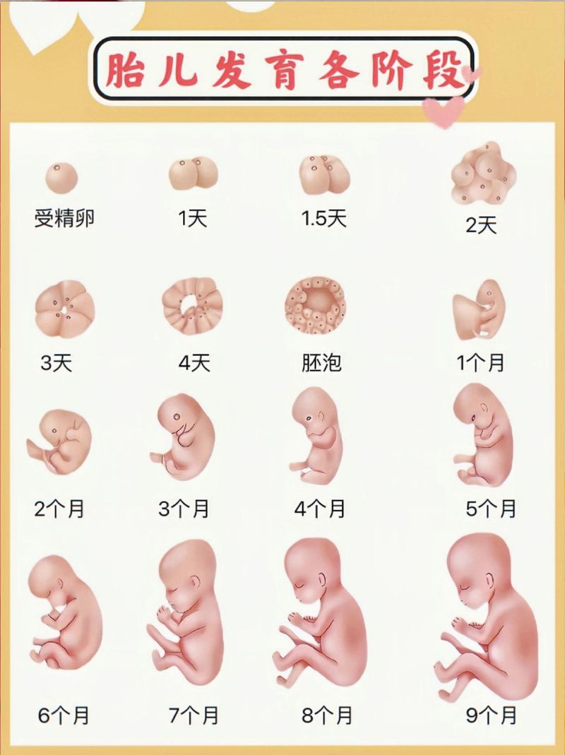 胚胎发育阶段