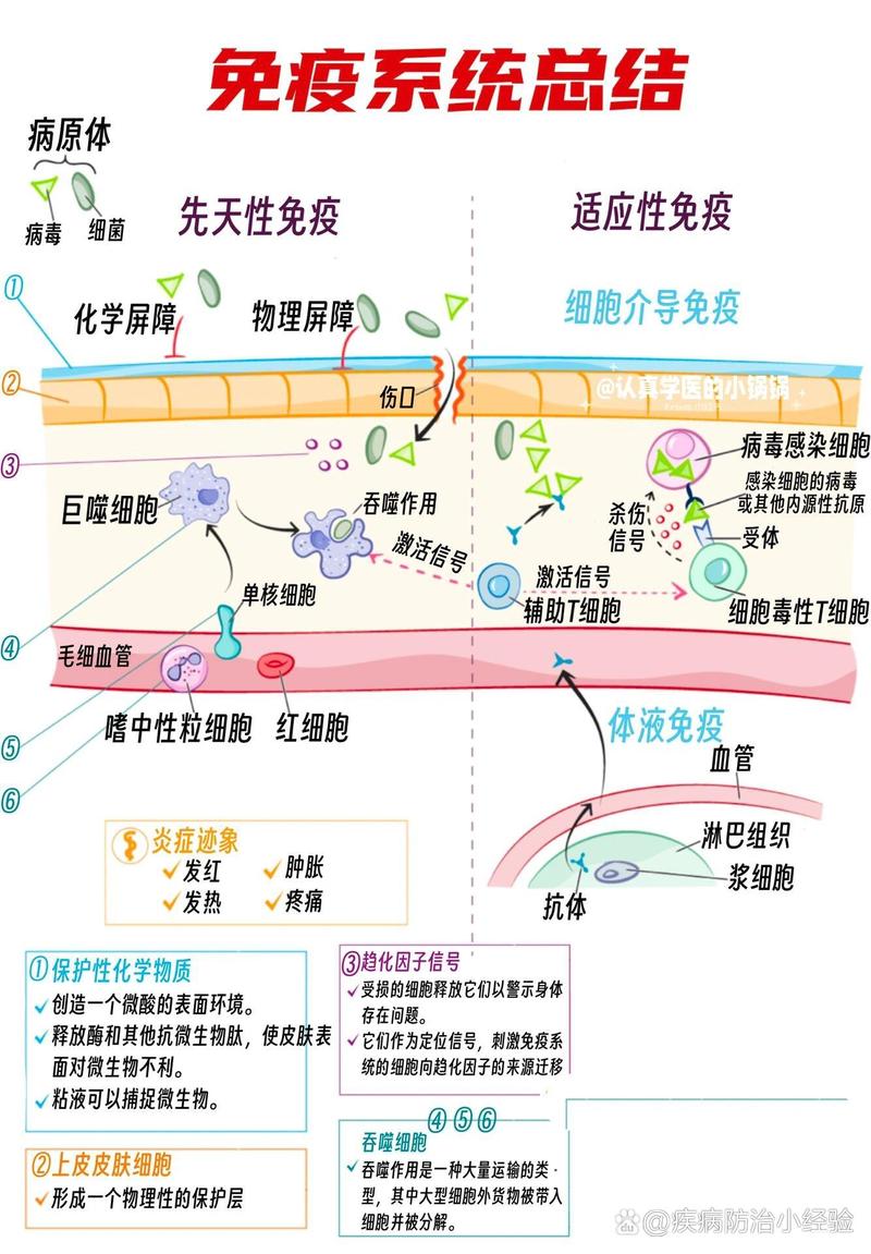 免疫系统
