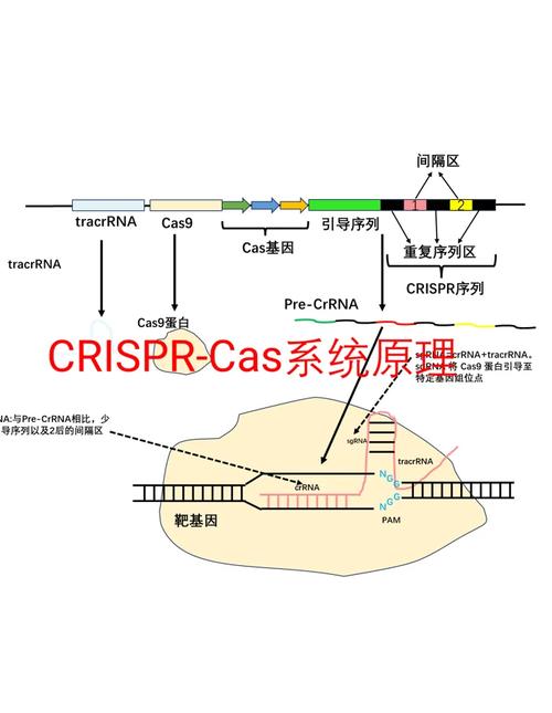 CRISPR-Cas9