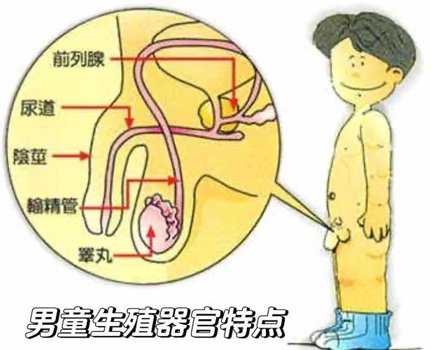 生殖发育