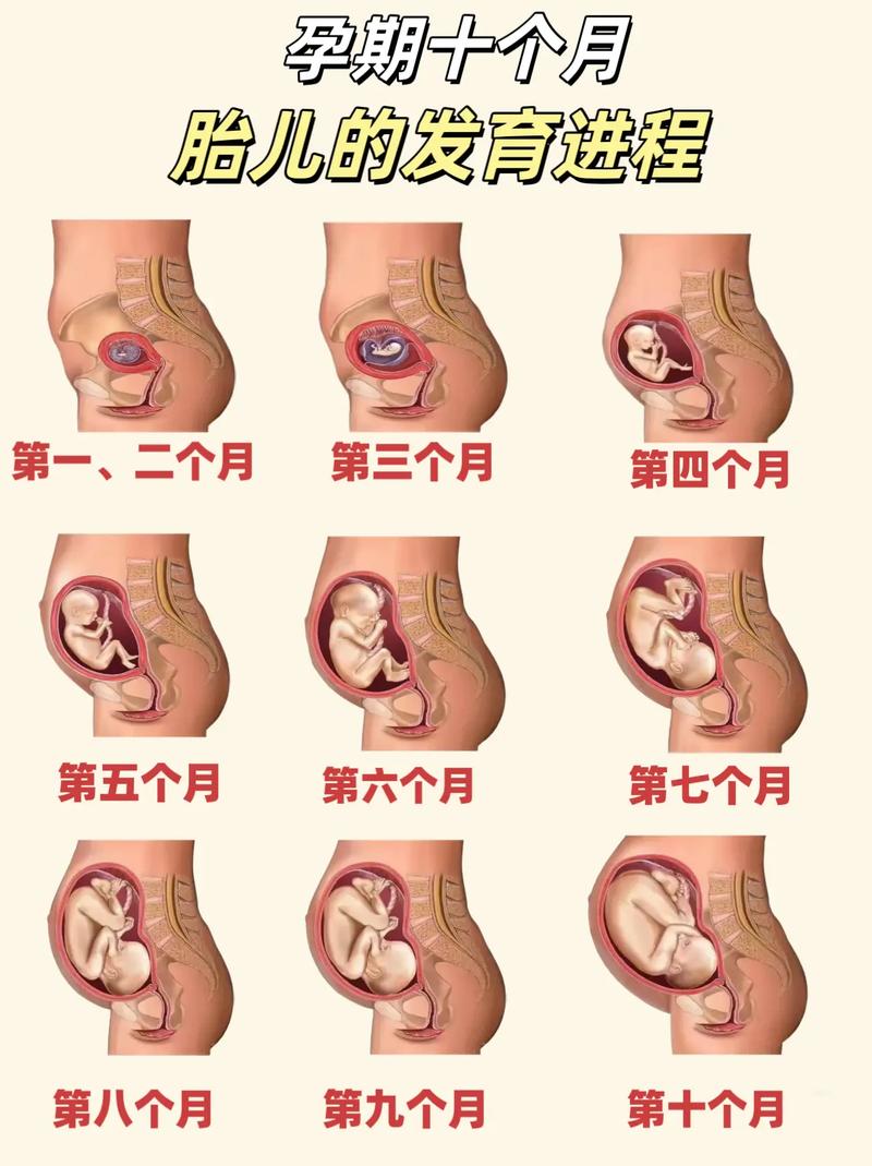 胎儿成长