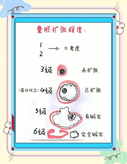 胚胎评分