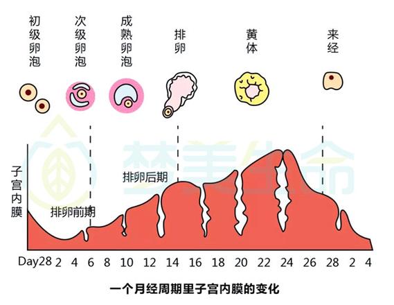 试管婴儿移植前内膜最佳厚度标准是什么？