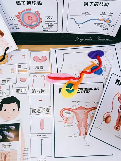 生殖研究