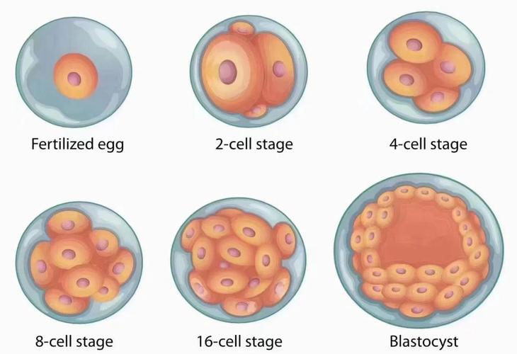 试管婴儿胚胎究竟是细胞的集合体吗？
